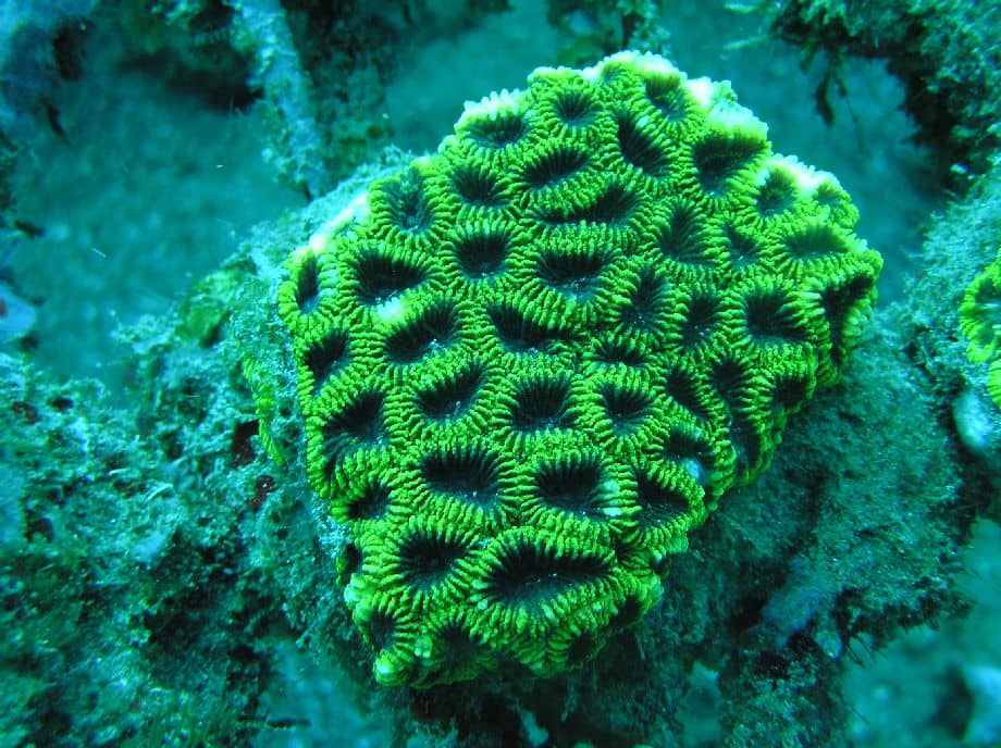 אלמוג ירוק לאקווריום